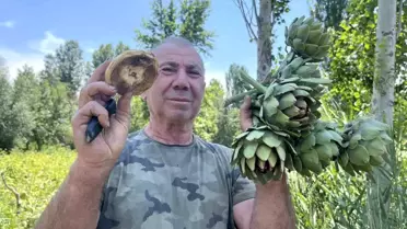 Emekli Memur Enginar Yetiştiriyor