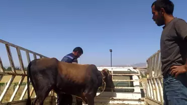 Yılan Ustası Tuncay Sezer, Kaçan Kurbanlığı Yakaladı