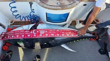 Hatay'da 154 Kilogramlık Dev Orkinos Yakalandı