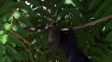 Kırklareli'nde İtfaiye Ekipleri Ebabil Kuşunu Kurtardı