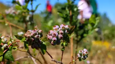 Bilecik'te Yaban Mersini Hasadı Gerçekleşti