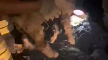 Konya'da Mahsur Kalan Yavru Köpekler Ziftten Kurtarıldı