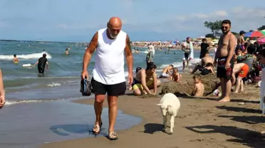 Sahilde İlgi Odağı Olan Minik Kuzu