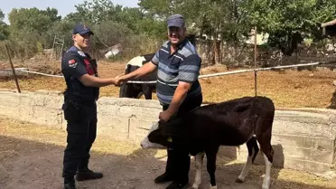 Edirne'de kaybolan buzağı dronla bulundu