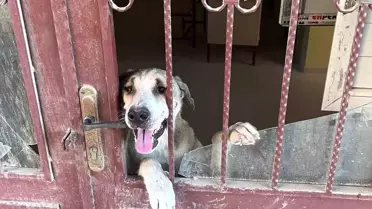 Antakya'da mahsur kalan köpek itfaiye ekipleri tarafından kurtarıldı