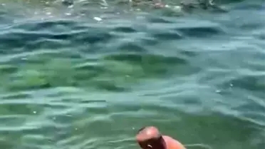 Bursa'da Yavru Yunus Balığı Kurtarıldı