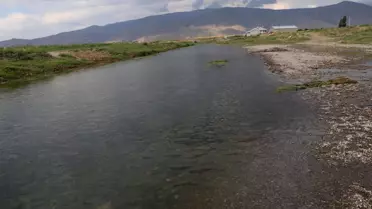 Van'da inci kefalleri için umut verici üreme sezonu