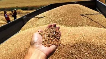 Samsun'da Hasat Sezonu Devam Ediyor