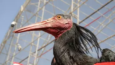 Şanlıurfa'da Kelaynakların Göçü İçin 30 Kuş Doğaya Salındı