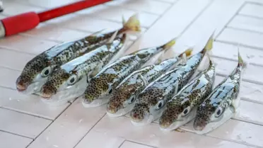 Antalya'da İstilacı Balon Balığıyla Mücadele Devam Ediyor