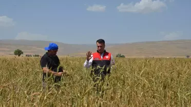 Muş'ta Ata Tohumu Buğdayından Yüksek Verim Bekleniyor