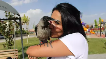 Sürücü Kursu Eğitmeni, Sokakta Bulduğu Yavru Kargayı Evde Besliyor