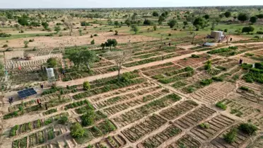 TİKA, Nijer'de sebze ve moringa üretim bahçesi kurdu