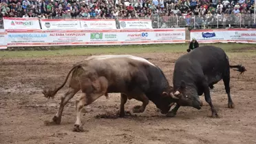 Artvin'de 43. Kafkasör Kültür, Turizm ve Sanat Festivali Son Buldu