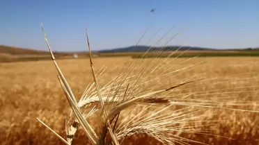 Kütahya'da Yerli Arpa Çeşidi Hasat Edildi