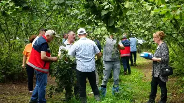 Samsun'da Fındık Rekolte Çalışmaları Yapılıyor