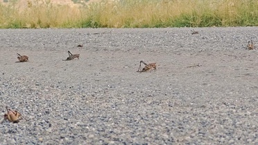 Çiftçinin korkulu rüyası oldular! Devasa çekirge sürüsü Muş Ovası'na doğru ilerliyor