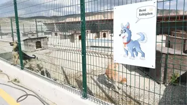 ''20 köpek vuruldu'' iddiası kenti karıştırdı, belediyeden jet hızında yanıt geldi