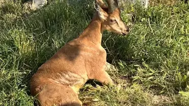 Ağrı'da yaralanan yaban keçisi tedavi altına alındı
