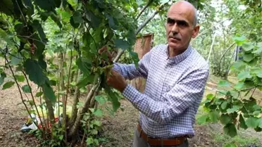 Giresun Ziraat Odası Başkanı: Fındıkta Taban Fiyat Açıklanmalı