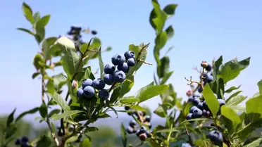 İnegöl'de yaban mersi hasadı başladı