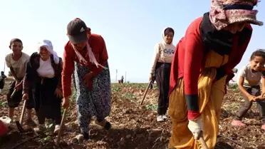 Kahramanmaraş'ta Boşalan Arazilere İkinci Ürün Ekimi