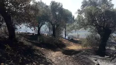 Söke'deki yangınların zarar gören çiftçileri için hasar tespit listeleri askıya çıkarıldı