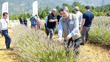 Bursa'da Yılın İlk Lavanta Hasadı Başladı