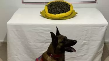 Bingöl'de yapılan operasyonda 11 bin 865 kök Hint keneviri ve 2 kilogram esrar ele geçirildi