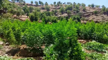 Diyarbakır'da 1 Milyon 459 Bin Kök Kenevir ve Skunk Ele Geçirildi