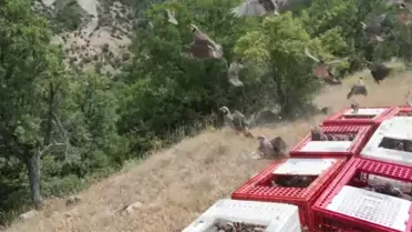 Bolu'da 1200 Kınalı Keklik Doğaya Salındı