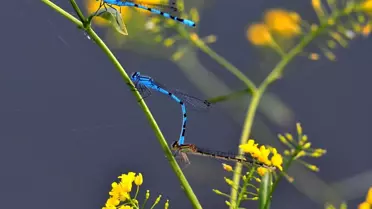 Sarıkamış'ta Renkli Yusufçuklar Fotoğraf Tutkunlarını Cezbediyor