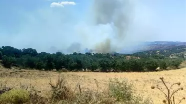 Çanakkale'de Zeytinlik Alanında Yangın Çıktı