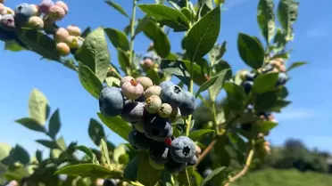 Şile'de Tıbbi Aromatik Bitkilerin ve Üzümsü Meyvelerin Önemi