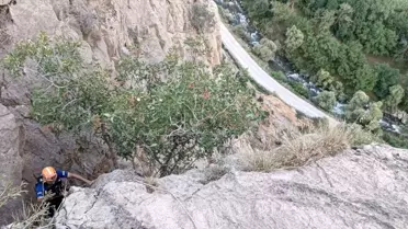 Bitlis'te mahsur kalan 4 oğlak AFAD tarafından kurtarıldı