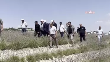 Burdur'da Lavanta Hasadı Başladı