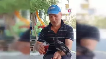 Kocaeli'de Yaralı Karga Şakir, Rize Çayı ve Et ile Besleniyor