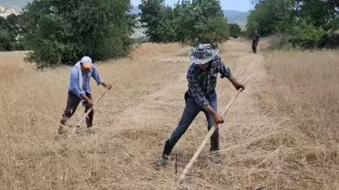 Manisa Demirci'de İmece Usulü Buğday ve Arpa Hasadı