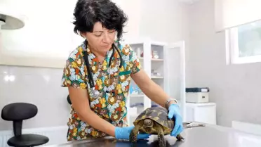 Tepebaşı Belediyesi Doğal Yaşam Merkezi'nde tedavi edilen kaplumbağalar doğal yaşam alanına bırakıldı
