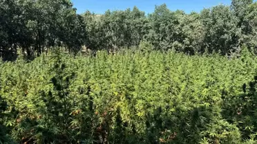 Diyarbakır'da büyük uyuşturucu operasyonu: 170 bin 500 kök kenevir ve 52 kilogram esrar ele geçirildi