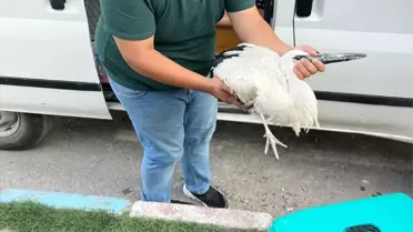 Kırıkkale'de yaralanan leylek tedavi altına alındı