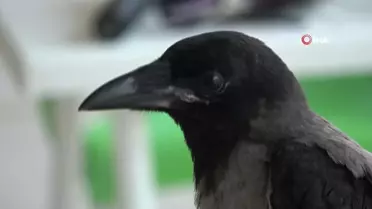 Kedilerin saldırısından kurtarılan yavru kargaya çocuğu gibi bakılıyor