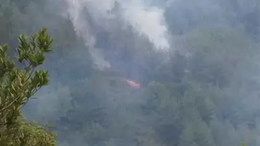 Sinop'un Dikmen ilçesinde çıkan yangın kontrol altına alındı