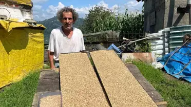 Emekli öğretmenin arpa hasılıyla süt üretimi artıyor