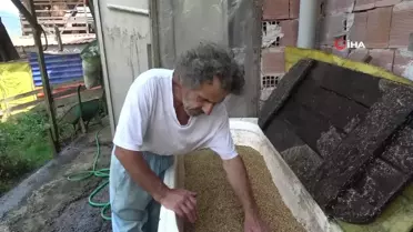9 yıldır hayvanları için arpadan özel yem üreterek süt verimlerini arttırıyor