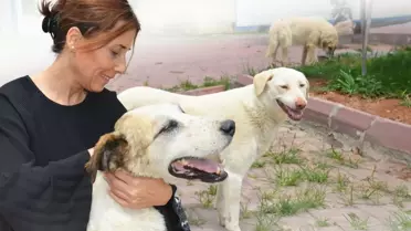 Seyhan Belediye Başkanı Oya Tekin, sokak köpeklerine ilişkin kanun teklifini eleştirdi