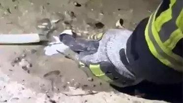 Erzin'de fileye dolanan kara yılanı kurtarıldı