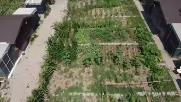 Tepebaşı Belediyesi Gönüllü Bahçeleri'nde Sebze Yetiştiren Vatandaşlar Mutlu