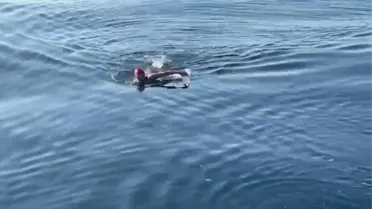 Dünya Buzlu Suda Yüzme Şampiyonu Deniz Kayadelen, Köpekbalıklarıyla Dolu Katalin Kanalı'nı Yüzerek Geçti