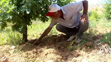Elazığ'da Trüf Mantarı Hasadı Yapıldı
